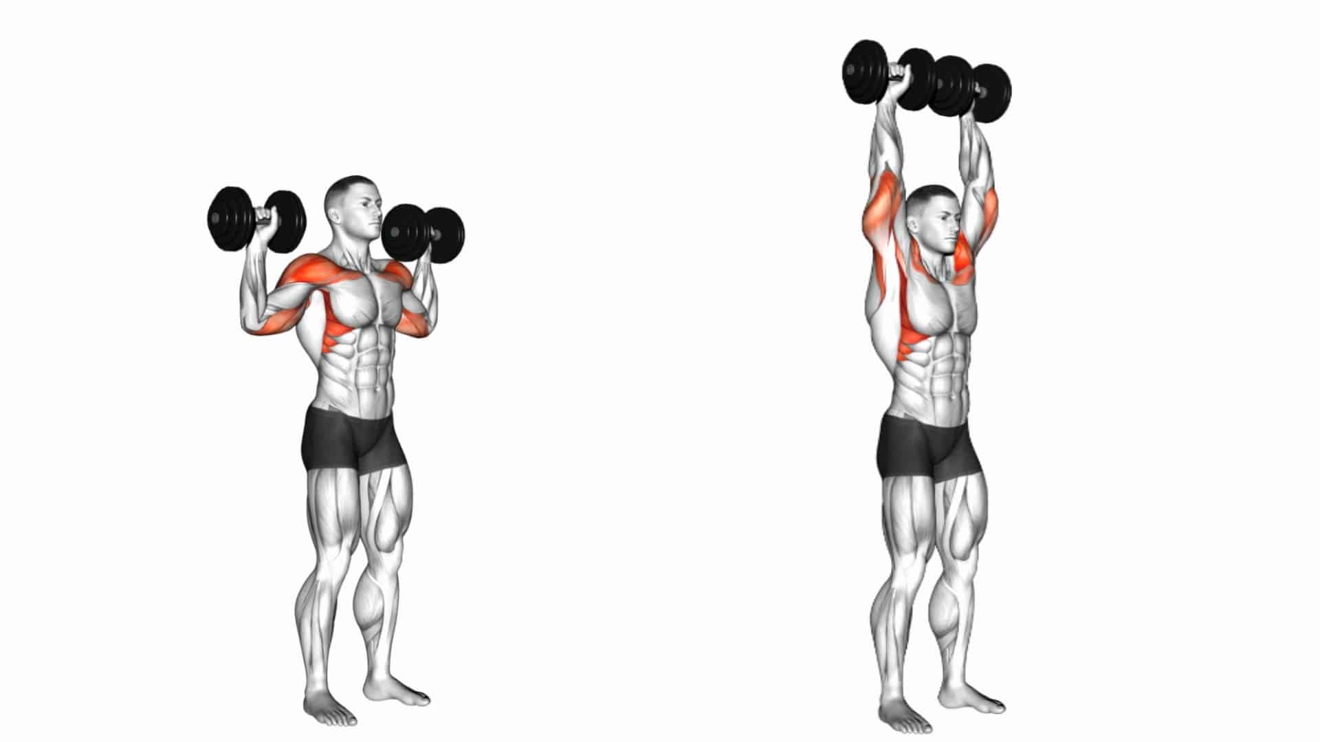 Overhead Dumbbell Press: Muscle Worked, Benefits, Variations - Fit Life Regime